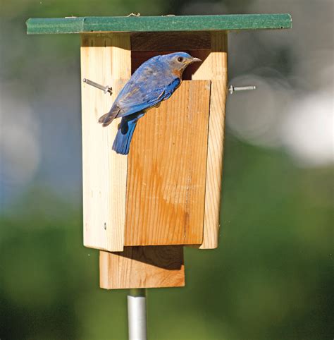 bluebird house with skylight  Drainage holes can be created by cutting 1/2″ off each of the four corners of the bottom of the box and 1/2″ vent holes should be drilled/placed as shown