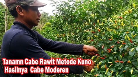 bokep cabe rawit Berikut delapan manfaat mengonsumsi cabe berukuran kecil namun pedas ini