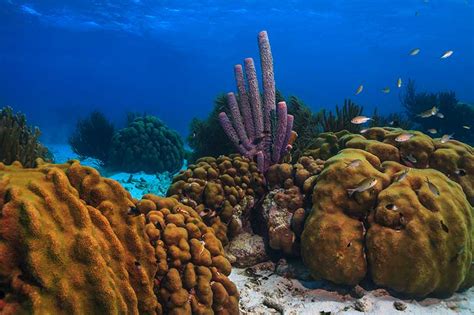 bonaire coral disease A survey of the abundance of live coral, sea fans (known as gorgonians) and sponges, seaweed (known as macroalgae), at six reef sites in Bonaire was conducted in 2002-2003