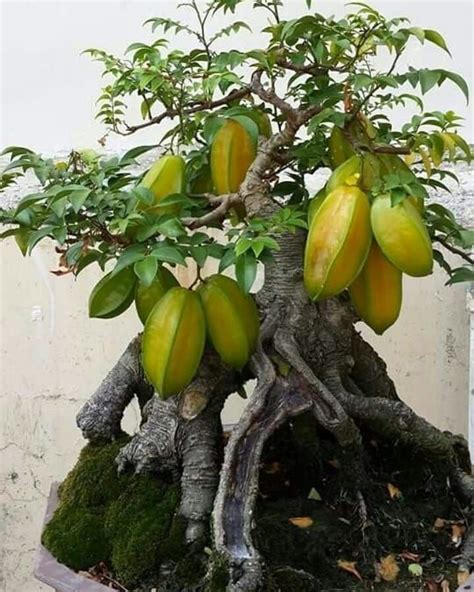 bonsai buah buahan A