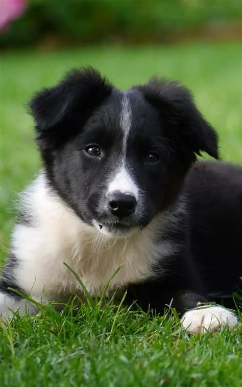 border collies pros and cons  When it comes to Border Collie pups, however, the Multipet Lamb Chop Squeaky Plush Toy is an excellent choice
