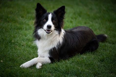 border collies pros and cons Their expressive eyes and elegant presence make them a distinctive looking breed