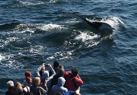 boston harbor boat rentals  View Courses