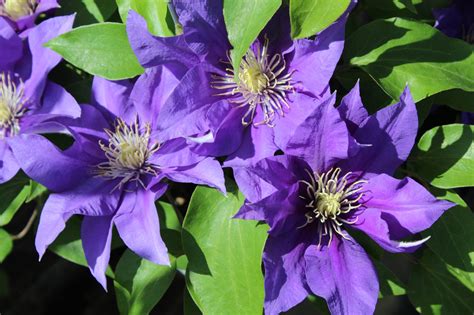 boulevard olympia clematis  A stunning combination of red petals and a darker centre makes Clematis 'Nubia' ideal for a sunny spot