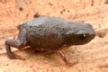 brachycephalus brunneus l