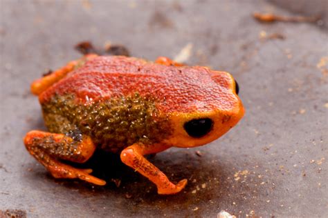 brachycephalus coloratus  brunneus PicoParana_M