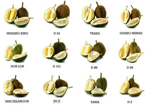 buah durian togel Takwil Mimpi memetik buah asam jawa - Mimpi Merupakan sesuatu yang dianggap sangat misterius kehadirannya, Seseorang tak mampu merancang keh