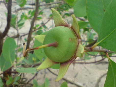 buah gerambang  0,5 m b