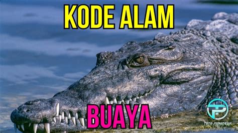 buaya 2d  Meskipun tidak sebesar T-Rex, buaya bertahan lebih lama