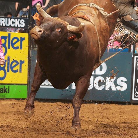 bucking bull red rock  Bucking bull partnerships can offer a world of genetic choices