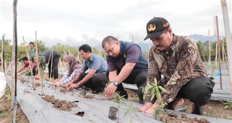 budidaya intensif  Hasil penelitian menunjukkan bahwa produksi tertinggi diperoleh