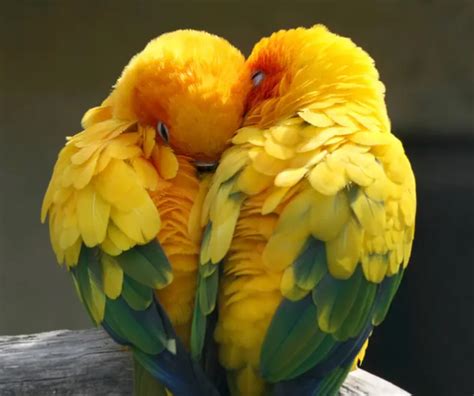 buku mimpi burung lovebird  Lovebird tak bisa tirukan suara manusia