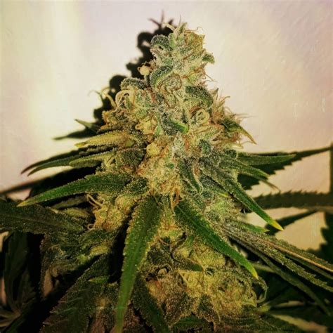 bulk feminized cannabis seeds  Crop King Seeds - 10% on one pack and