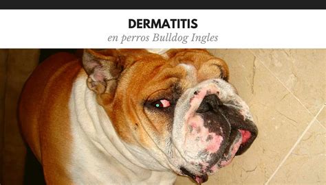 bulldog ingles dermatitis  Personalmente nosotros tuvimos la mala suerte de experimentar esta enfermedad con nuestro primer Bulldog Gino cuando todavía éramos completamente ignorantes sobre el argumento: el padeció el cherry eye bulldog u ojo de cereza en