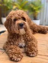 bundabella puppies  Mum is an F1 Cavoodle Dad is a Moodle Puppies will weigh approx 5-7kg fully grown Puppies are raised in a loving family home and are constantly around humans for positive human interaction