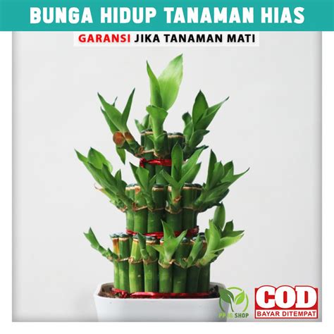 bunga bambu hoki 000