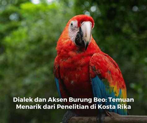 burung beo no togel  Semua sumber daya Kartun Burung Beo ini dapat diunduh gratis di Pngtree