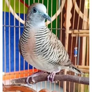 burung berkutut Perkutut Putih Mata Merah Dewasa Lokal