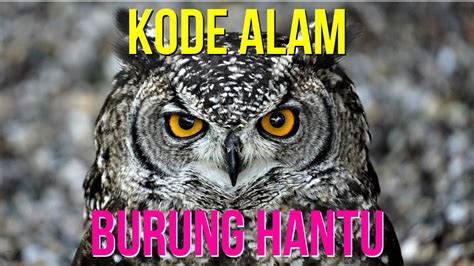 burung hantu 3d  Rp70