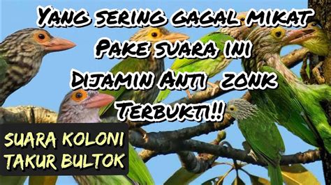 burung takur bultok #penangkaranburungtakur#burunglangka#Pelestariantangkarkan jenis burung takur Untuk pelestarian semoga berhasil