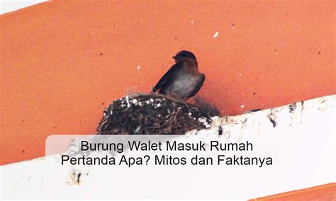 burung walet masuk rumah menurut islam  Burung disimbolkan sebagai wujud datangnya rezeki yang disampaikan oleh Allah SWT