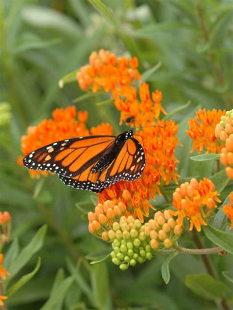 butterfly milkweed pa ecotype <mark> Four-leaved Milkweed</mark>