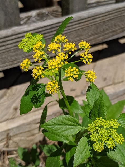 butterfly milkweed pa ecotype  OBL Wetland Mix2