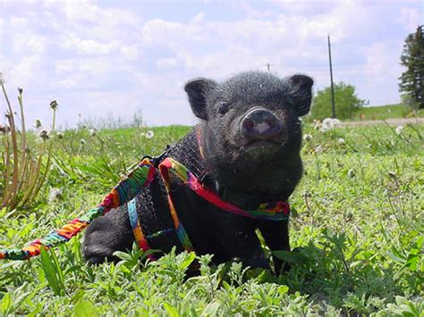 buying teacup pigs  It breaks my heart, I just wish more people would read up on pets before taking them in :(Typical Range $1,500-3,000