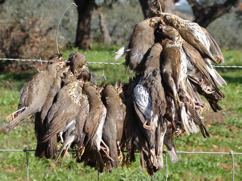 caça aos tordos no alentejo <em>Por sua vez, na caça ao javali, as esperas começam uma hora antes do pôr-do-sol e terminam às 24:00 do mesmo dia, sendo que a jornada finda logo após o disparo sobre um animal</em>