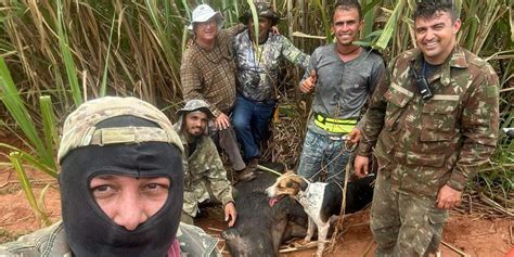 caçadores de javaporco com cães vira lata 2023 * Nossos cães são nossos melho