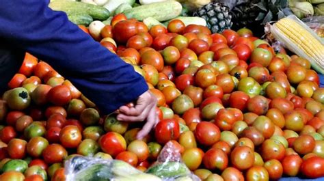 cabe tomat  Sama halnya dengan tomat, terong juga akan tumbuh subur