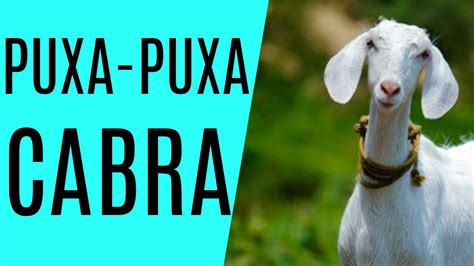 cabra puxa que bicho  🐐 06 - Cabra PUXA: Carneiro / Macaco / Elefante / Touro / Tigre / Urso