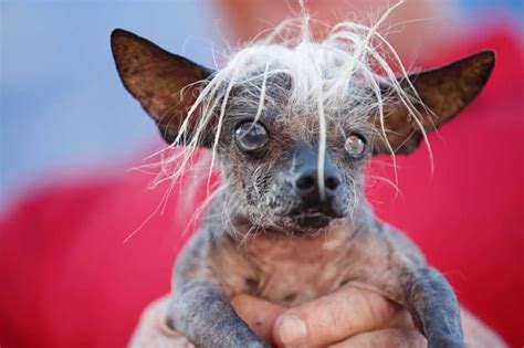 cachorro mais feia do mundo  Ao entrar no universo dos cães considerados “feios”, descobriremos que a beleza é mesmo nos olhos do espectador, e que diversidade e singularidade são qualidades que merecem ser reconhecidas e celebradas