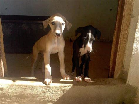 cachorros de galgo español  Se han documentado imágenes de este tipo de perros en España desde el siglo X, cuando eran