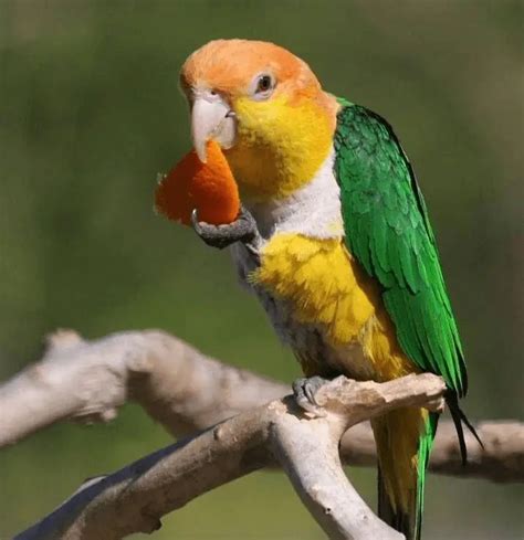 caique parrot pronunciation  The White-Bellied Caiques have a white belly while the Black-Headed Caiques have a black-colored head