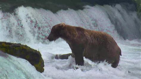 camandbearuk.com The brown bear cams at Katmai National Park and Preserve have returned from hibernation