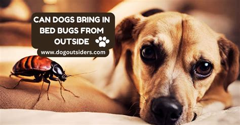 can bed bugs hurt dogs Bat bugs and bed bugs look nearly identical to the naked eye