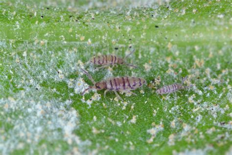 can springtails drown  Consider using chemical insecticide – sticks and liquids if natural methods do not work