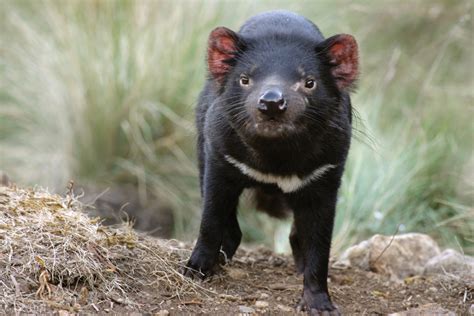 can tasmanian devils be tamed Spreading from animal to animal when the stocky, raccoon-size marsupials bite each other, the transmissible cancer has killed up to 80% of the devils in Tasmania, their only home for millennia