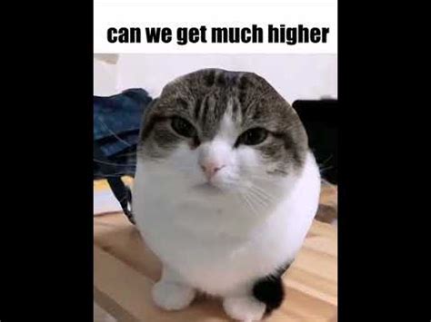 can we get much higher cat  Try it free