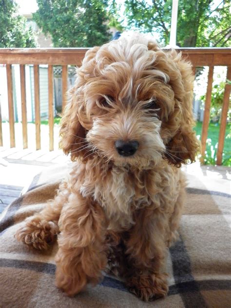 can you get a pedigree cockapoo  They are specialist breeders of cocker spaniels and cockapoos breeders based in Scotland