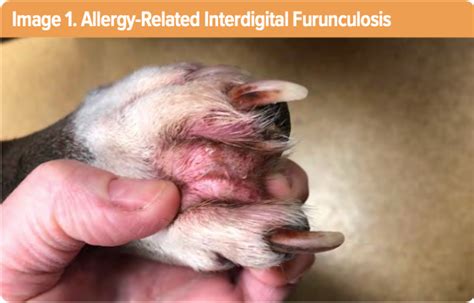canine interdigital furunculosis  These lesions are known as furuncles and can appear