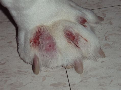 canine interdigital furunculosis  These cysts can present as red raised bumps which may be oozing in between the toes