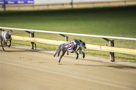 cannington greyhound replays  SUNDAY Mandurah – 12