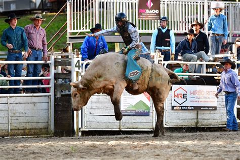 canungra rodeo  (PIC No: QFBD1963) (Cattle Tick Infected Zone)