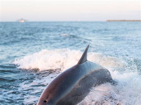 captain derek's dolphin adventure  Also had a great bit of knowledge about the local sights