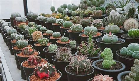 cara budidaya kaktus  luas dan tanaman kaktus mudah untuk hidup