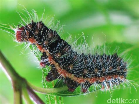 cara membasmi ulat pada tanaman  Serangga berbentuk oval bertubuh lunak ini tampak seperti serpihan kecil serat pengering berwarna putih