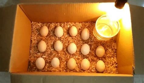 cara menetaskan telur ayam tanpa lampu  Pertahankan suhu 100,5o Fahrenheit, tetapi tingkatkan kelembapan hingga 70 persen