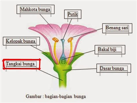 cara menggambar sg terompet  Langkah